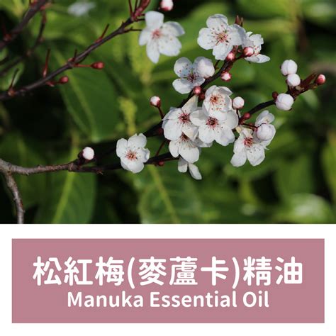 松紅梅 精油|Manuka 松紅梅 根本芳療全球電商網Dhyana Aromatherapy。